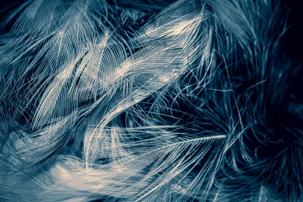 白色和蓝色的羽毛 — 图库照片