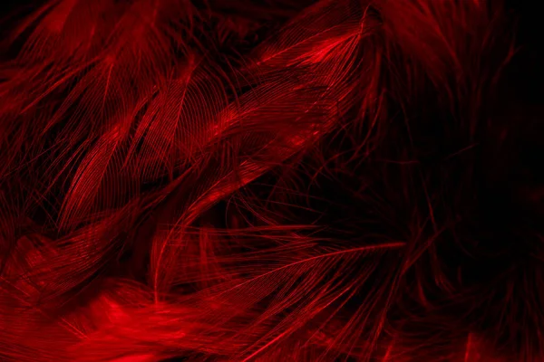 Черные Красные Перья Фон — стоковое фото