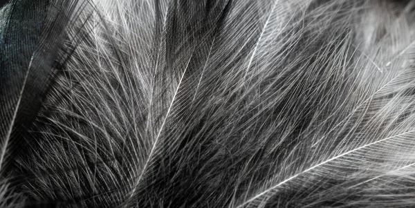 Άσπρα Και Μαύρα Φτερά Φόντο — Φωτογραφία Αρχείου
