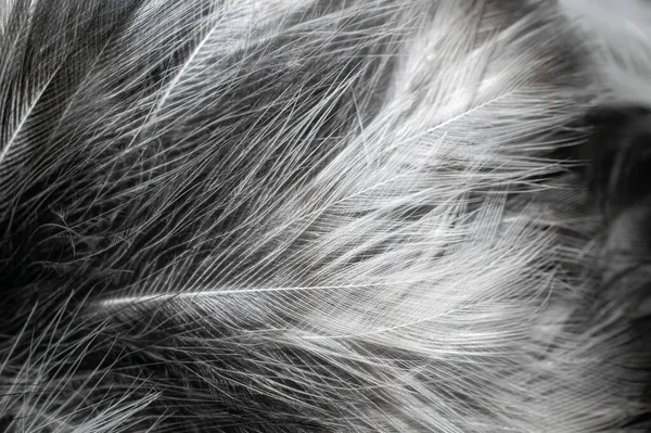 Белые Черные Перья Фон — стоковое фото