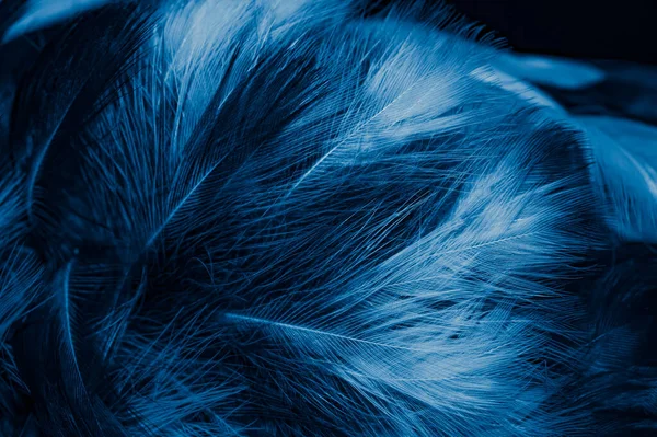 Penne Bianche Blu Sfondo — Foto Stock