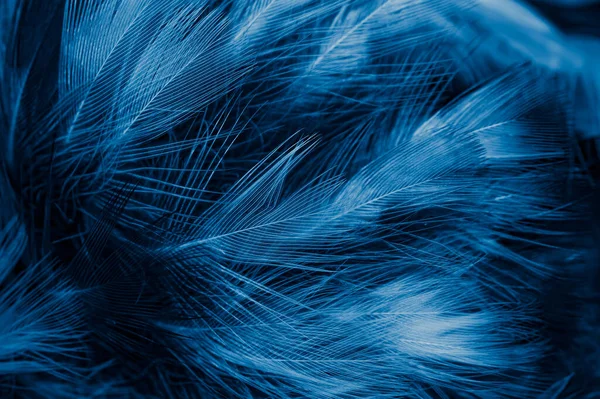 Beyaz Mavi Tüyler Arkaplan — Stok fotoğraf