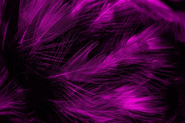 黑色和紫色的羽毛 — 图库照片