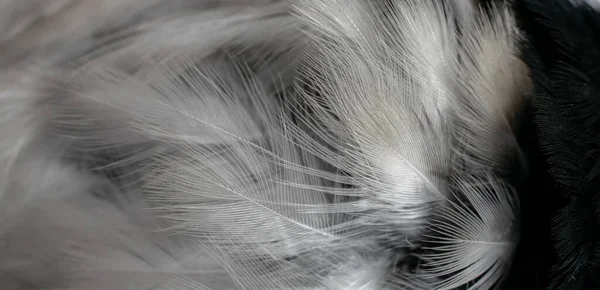 Белые Черные Перья Фон — стоковое фото