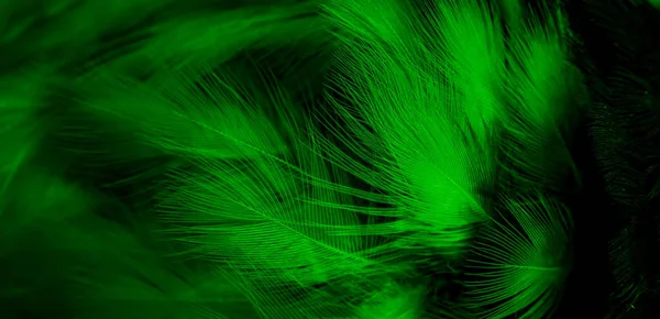 Черные Зеленые Перья Фон — стоковое фото