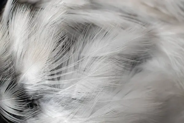 Beyaz Siyah Tüyler Arkaplan — Stok fotoğraf