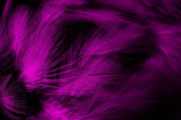 Black Violet Feathers Background — Stock Photo, Image