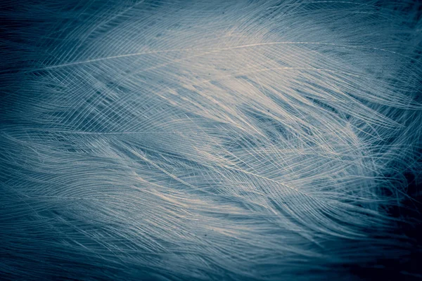 白色和蓝色的羽毛 — 图库照片