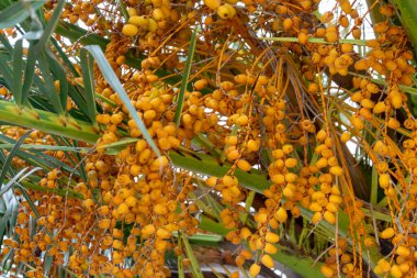 Birbirine girmiş kat kat tomurcukları olan hurma ağaçları;