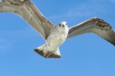 Mavi gökyüzüne karşı beyaz martılar