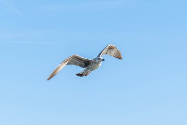 Mavi gökyüzüne karşı beyaz martılar