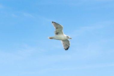 Mavi gökyüzüne karşı beyaz martılar