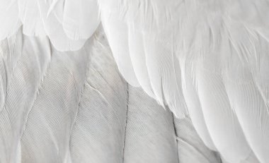 Gri tüylü güvercin makro fotoğrafı. doku veya arkaplan