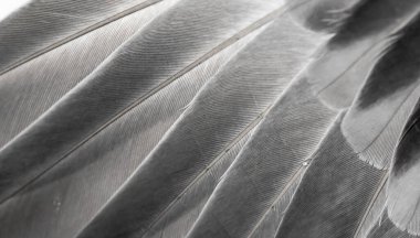 Gri tüylü güvercin makro fotoğrafı. doku veya arkaplan