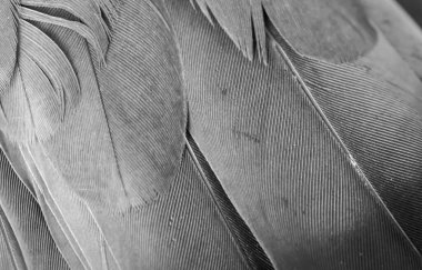 Gri tüylü güvercin makro fotoğrafı. doku veya arkaplan