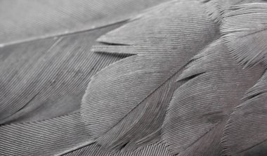 Gri tüylü güvercin makro fotoğrafı. doku veya arkaplan