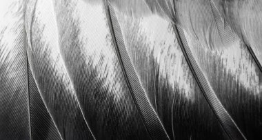 Gri tüylü güvercin makro fotoğrafı. doku veya arkaplan