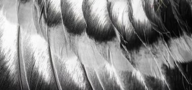 Gri tüylü güvercin makro fotoğrafı. doku veya arkaplan