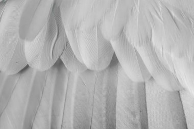 Gri tüylü güvercin makro fotoğrafı. doku veya arkaplan