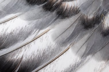 Gri tüylü güvercin makro fotoğrafı. doku veya arkaplan