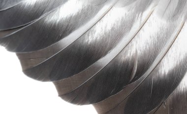 Gri tüylü güvercin makro fotoğrafı. doku veya arkaplan