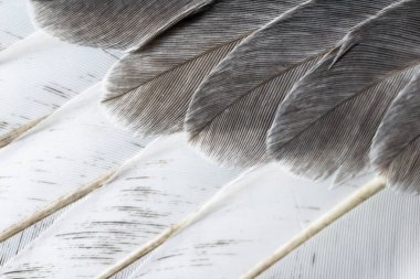 Gri tüylü güvercin makro fotoğrafı. doku veya arkaplan