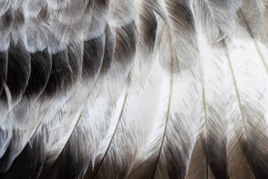 Gri tüylü güvercin makro fotoğrafı. doku veya arkaplan