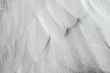 Gri tüylü güvercin makro fotoğrafı. doku veya arkaplan