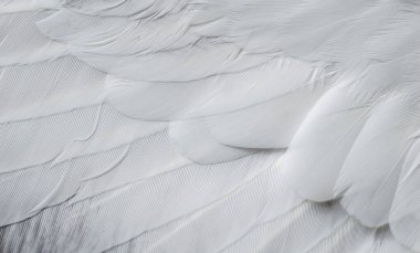 Gri tüylü güvercin makro fotoğrafı. doku veya arkaplan