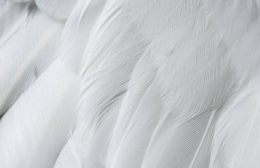 Gri tüylü güvercin makro fotoğrafı. doku veya arkaplan