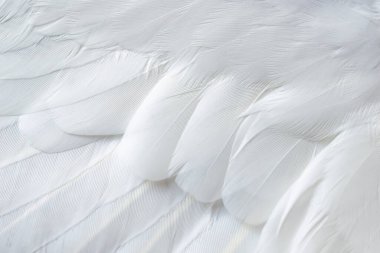 Gri tüylü güvercin makro fotoğrafı. doku veya arkaplan