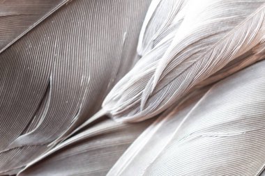 Gri tüylü güvercin makro fotoğrafı. doku veya arkaplan