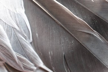 Gri tüylü güvercin makro fotoğrafı. doku veya arkaplan