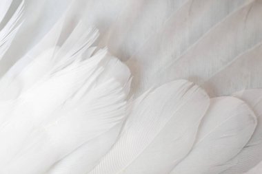 Gri tüylü güvercin makro fotoğrafı. doku veya arkaplan