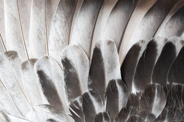Gri tüylü güvercin makro fotoğrafı. doku veya arkaplan