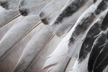 Gri tüylü güvercin makro fotoğrafı. doku veya arkaplan