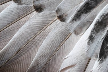 Gri tüylü güvercin makro fotoğrafı. doku veya arkaplan
