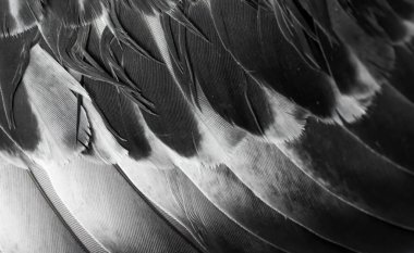 Gri tüylü güvercin makro fotoğrafı. doku veya arkaplan