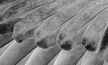 Gri tüylü güvercin makro fotoğrafı. doku veya arkaplan