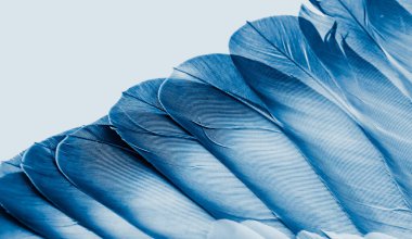 Mavi tüylü güvercin makro fotoğrafı. doku veya arkaplan