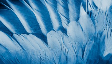 Mavi tüylü güvercin makro fotoğrafı. doku veya arkaplan