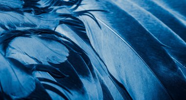 Mavi tüylü güvercin makro fotoğrafı. doku veya arkaplan