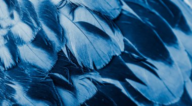 Mavi tüylü güvercin makro fotoğrafı. doku veya arkaplan