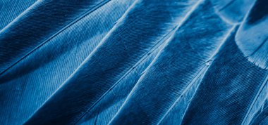 Mavi tüylü güvercin makro fotoğrafı. doku veya arkaplan