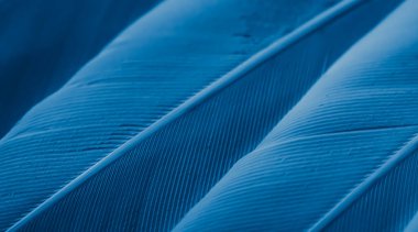 Mavi tüylü güvercin makro fotoğrafı. doku veya arkaplan