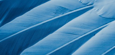 Mavi tüylü güvercin makro fotoğrafı. doku veya arkaplan