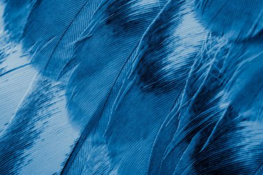 Mavi tüylü güvercin makro fotoğrafı. doku veya arkaplan