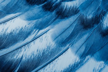 Mavi tüylü güvercin makro fotoğrafı. doku veya arkaplan