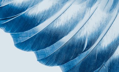 Mavi tüylü güvercin makro fotoğrafı. doku veya arkaplan