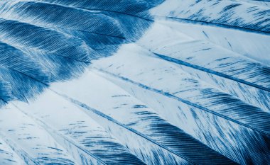 Mavi tüylü güvercin makro fotoğrafı. doku veya arkaplan